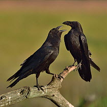 Northern raven (Corvus corax) pair perching on branch. Danube Delta, Romania, May.
