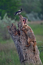 Golden jackal (Canis aureus) climbing tree trunk to scavenge fish left by Sea eagle. Hooded crow (Corvus cornix) perched at top. Danube Delta, Romania, May.