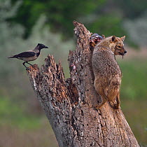 Golden jackal (Canis aureus) on a tree trunk scavenging fish left by Sea eagle. Hooded crow (Corvus cornix) looking on. Danube Delta, Romania, May.