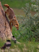 Golden jackal (Canis aureus) climbing down tree trunk after eating fish left by Sea eagle. Hooded crows (Corvus cornix) out of focus in foreground. Danube Delta, Romania, May.