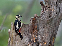 Great spotted woodpecker (Dendrocopos major) male perched on tree trunk. Danube Delta, Romania. May.