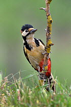 Great spotted woodpecker (Dendrocopos major) male foraging, perched on branch. Danube Delta, Romania. May.