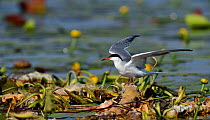 Common tern (Sterna hirundo) perched amongst Yellow water lilies (Nuphar lutea). Danube Delta, Romania. May.
