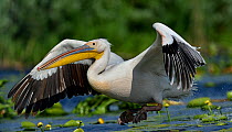 Great white pelican (Pelecanus onocrotalus) taking off amongst water lilies. Danube Delta, Romania. May. Uncatalogued