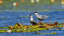 Whiskered tern (Chlidonias hybrida) pair at nest in water lilies. Danube Delta, Romania. May.