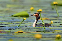 Great crested grebe (Podiceps cristatus) amongst Yellow water lilies (Nuphar lutea). Danube Delta, Romania. May.