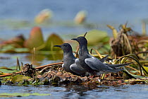 Black tern (Chlidonias niger) pair at nest on floating water lilies. Danube Delta, Romania, May.