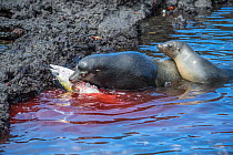 Galapagos sea lion (Zalophus wollebaeki) feeding on tuna. A group of the sea lion bulls have learnt to herd Pelagic yellowfin tuna into a small cove, trapping them. The fish often leap ashore in an ef...