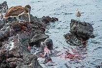 Galapagos sea lion (Zalophus wollebaeki) feeding on tuna watched by scavengers, including, Brown pelican (Pelecanus occidentalis urinator), Great blue heron (Ardea herodias), and Sally lightfoot crab...