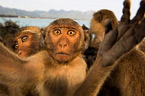 Long-tailed macaque (Macaca fascicularis) approaching camera, Koram island, Khao Sam Roi Yot National Park, Thailand.