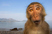 Long-tailed macaque (Macaca fascicularis) portrait, Koram island, Khao Sam Roi Yot National Park, Thailand.