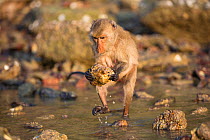 Long-tailed macaque (Macaca fascicularis) using stone to break open oysters. Koram island, Khao Sam Roi Yot National Park, Thailand.