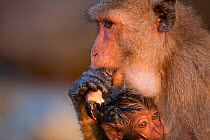 Long-tailed macaque (Macaca fascicularis) female eating crab claw, with baby with wet fur. The infant's fur is wet as it was carried on underside of mother whilst she was foraging on the shore. Koram...