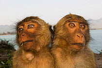 Long-tailed macaques (Macaca fascicularis) two juveniles sitting close together. Koram island, Khao Sam Roi Yot National Park, Thailand.