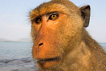 Long-tailed macaques (Macaca fascicularis) close up portrait, Koram island, Khao Sam Roi Yot National Park, Thailand.