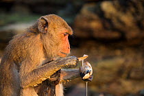 Long-tailed macaque (Macaca fascicularis) eating from a sea shell, Koram island, Khao Sam Roi Yot National Park, Thailand.