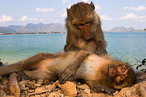 Long-tailed macaques (Macaca fascicularis)  grooming each other on beach. Koram island, Khao Sam Roi Yot National Park, Thailand.