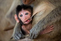 Long-tailed macaque (Macaca fascicularis)  infant suckling.  Koram island, Khao Sam Roi Yot National Park, Thailand.