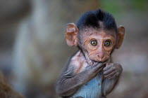 Long-tailed macaque (Macaca fascicularis)  infant,   Koram island, Khao Sam Roi Yot National Park, Thailand.