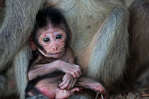 Long-tailed macaque (Macaca fascicularis)  infant, Koram island, Khao Sam Roi Yot National Park, Thailand.