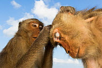 Long-tailed macaque (Macaca fascicularis)  grooming, Koram island                                  Khao Sam Roi Yot National Park, Thailand.