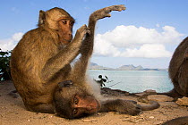 Long-tailed macaque (Macaca fascicularis)  grooming,  Koram island, Khao Sam Roi Yot National Park, Thailand.