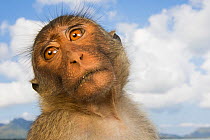 Long-tailed macaque (Macaca fascicularis) head portrait,   Koram island, Khao Sam Roi Yot National Park, Thailand.