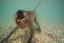Long-tailed macaque (Macaca fascicularis) swimming. These macaques go underwater to play, or escape from a threat. When offering at temples are thrown into the water they swim and store it in their ch...