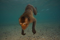 Long-tailed macaque (Macaca fascicularis) swimming. These macaques go underwater to play, or escape from a threat. When offering at temples are thrown into the water they swim and store it in their ch...
