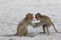 Long-tailed macaques (Macaca fascicularis) playing on the beach, Thailand.