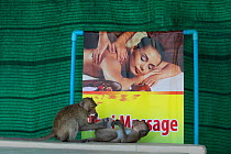 Long tailed macaque (Macaca fascicularis) interacting in front of sign form hot stone massages, Gulf of  Thailand, THAILAND