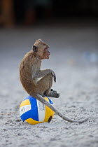 Long tailed macaque (Macaca fascicularis) sitting on football on beach, Gulf of Thailand, Thailand.