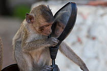Long tailed macaque (Macaca fascicularis) juvenile playing with mirror, Gulf of  Thailand, Thailand.