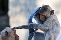 Long tailed macaque (Macaca fascicularis) juvenile playing with mirror, Gulf of  Thailand, Thailand.