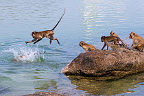 Long tailed macaque (Macaca fascicularis) troupe playing and jumping into the sea, Thailand.