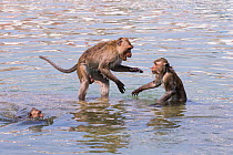 Long tailed macaque (Macaca fascicularis) troupe playing in the sea, Thailand.