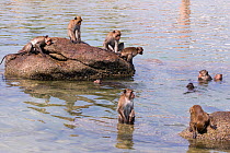 Long tailed macaque (Macaca fascicularis) troupe playing in the sea, Thailand.