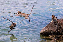 Long tailed macaque (Macaca fascicularis) troupe playing and jumping in the sea, Thailand.