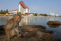 Long tailed macaque (Macaca fascicularis) sititng on beach near city,Thailand.