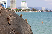 Long tailed macaques (Macaca fascicularis) playing on cliffs above the sea wtih town buidings in background, Thailand