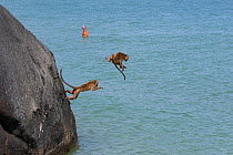 Long tailed macaques (Macaca fascicularis) playing on cliffs, jumping into the sea near city, Thailand