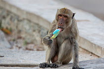 Long tailed macaque (Macaca fascicularis)  with an ice cream  which it was given at a temple. Thailand