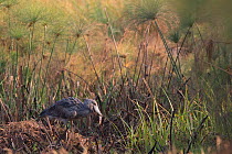 Shoebill (Balaeniceps rex) Bengweulu Swamp, Zambia