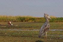 Shoebill (Balaeniceps rex) with person in the background, Bengweulu Swamp, Zambia