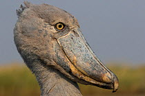 Shoebill (Balaeniceps rex) portrait, Bengweulu Swamp, Zambia