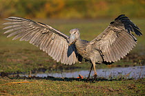 Shoebill (Balaeniceps rex)  landing. Bengweulu Swamp, Zambia.