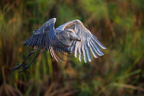 Shoebill (Balaeniceps rex) in flight, Bengweulu Swamp, Zambia