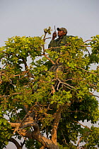 Conservationist making radio call from tree in Shoebill (Balaeniceps rex) habitat, Bengweulu Swamp, Zambia.