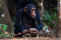 Chimpanzee (Pan troglodytes verus) juvenile 'Fanwaa' age 5 years, using stones as tools to crack open palm nuts. Bossou, Republic of Guinea.