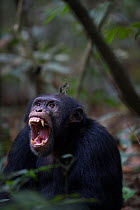 Chimpanzee (Pan troglodytes verus) 'Jeje' adult male yawning, Bossou, Republic of Guinea.